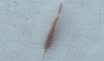 ElNoori